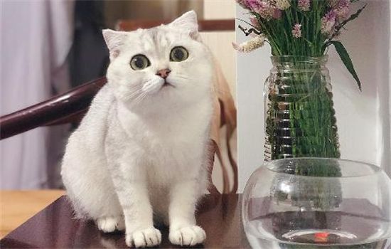 ​银渐层猫的特征是什么