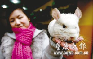 宠物鼠畅销(图文)