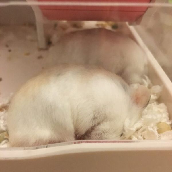 仓鼠为什么四脚朝天睡觉呢？这八种睡姿不是生病了，而是睡得很香