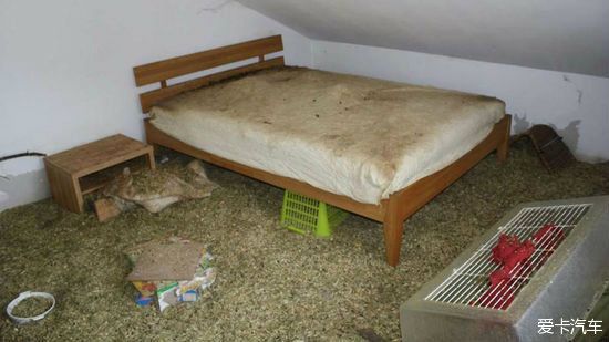 主人住院的功夫，家里的20只宠物鼠繁殖成300只