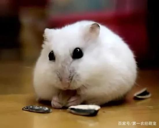 宠物鼠品种大全及图片（宠物鼠品种大全排名）