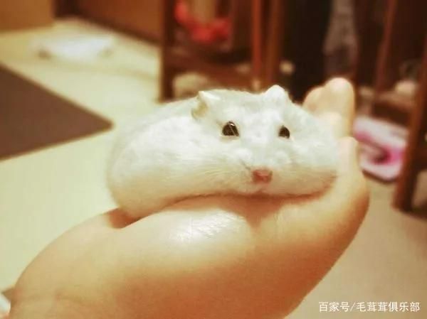 宠物鼠品种大全及图片（宠物鼠品种大全排名）