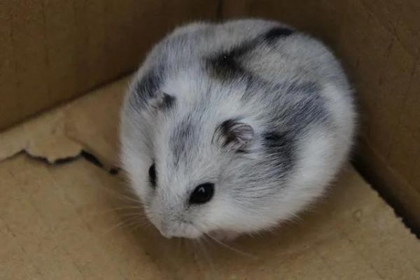 宠物鼠品种大全及图片（宠物鼠品种大全排名）