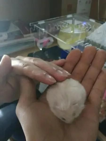 宠物鼠品种大全及图片（宠物鼠品种大全排名）