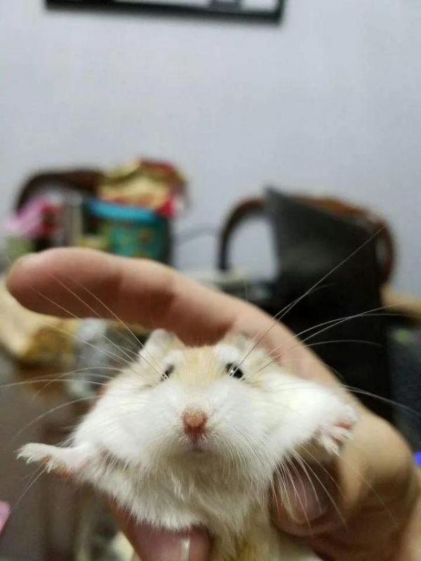 宠物鼠品种大全及图片（宠物鼠品种大全排名）