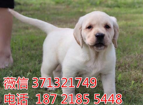 长春宠物 拉布拉多犬纯种幼犬出售 长春犬舍在