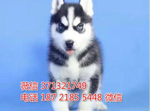 长春宠物 哈士奇犬纯种幼犬出售 长春犬舍在哪