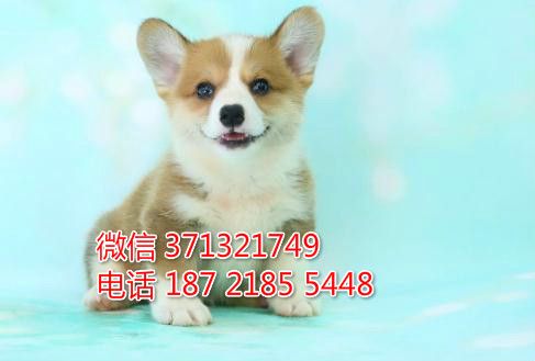 长春宠物 柯基纯种幼犬出售 长春犬舍在哪里