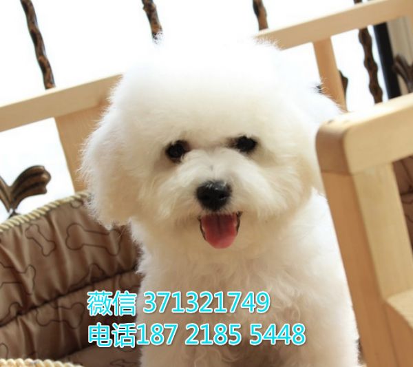 长春宠物 比熊犬纯种幼犬出售 长春犬舍在哪里