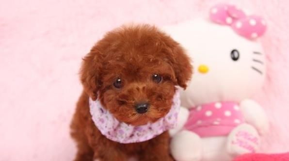长春宠物狗狗出售纯种泰迪幼犬茶杯泰迪犬领养
