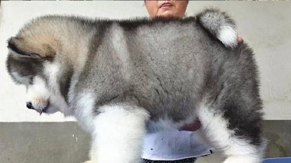 长春宠物狗狗出售纯种阿拉斯加犬幼犬领养犬舍
