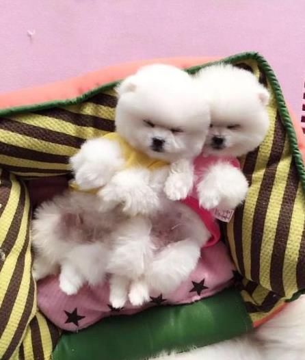 长春宠物狗狗出售博美犬幼犬袖珍犬茶杯狗领养