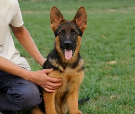 长春宠物狗狗出售纯种德牧幼犬领养犬舍