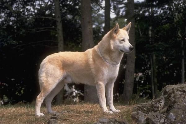 养宠物狗赚钱吗？宠物狗养殖的利润与投资成本及前景预测