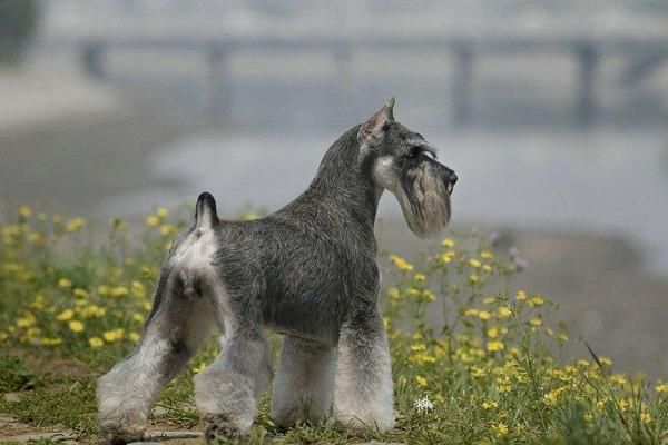 养宠物狗赚钱吗？宠物狗养殖的利润与投资成本及前景预测