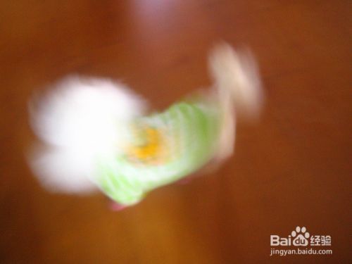 跑动的宠物狗怎样拍出清晰的画面