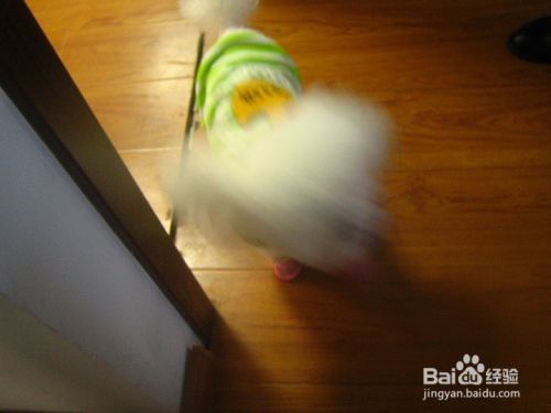 跑动的宠物狗怎样拍出清晰的画面