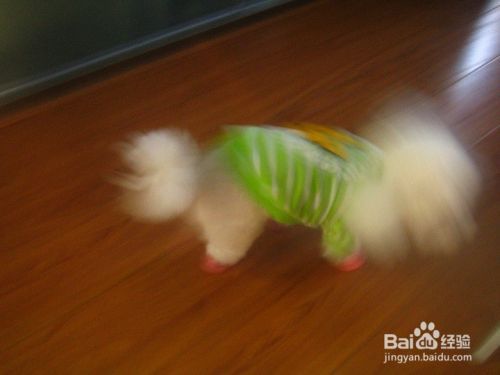 跑动的宠物狗怎样拍出清晰的画面