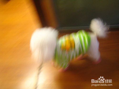 跑动的宠物狗怎样拍出清晰的画面