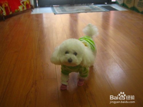跑动的宠物狗怎样拍出清晰的画面