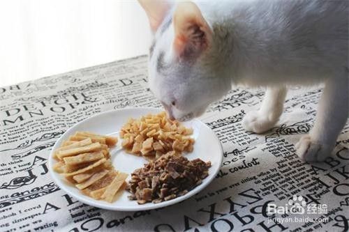 猫不能吃什么东西，猫有哪些食物不能吃