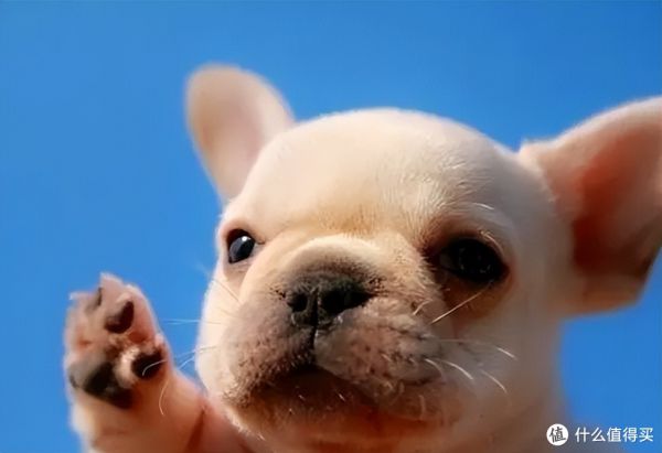 狗狗还小，该如何做运动呢？99%的人做错了
