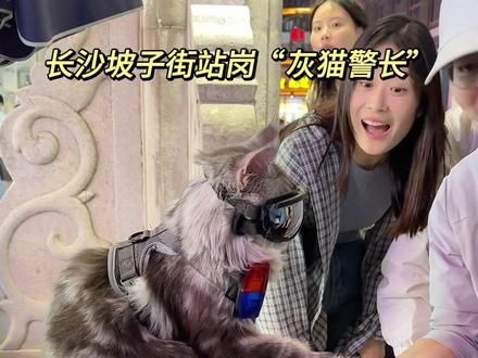 长沙坡子街站岗“灰猫警长”执勤情绪稳定还非常的绅士有仪式感!#缅因猫 #萌宠出道计划 #长沙网红猫皮卡丘