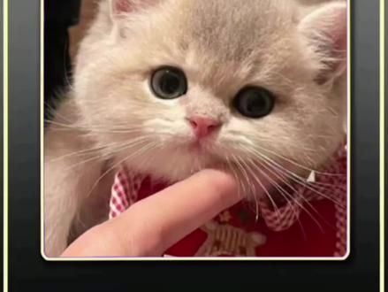 #猫咪的迷惑行为 #猫咪能有什么坏心思呢 #猫咪迷惑行为