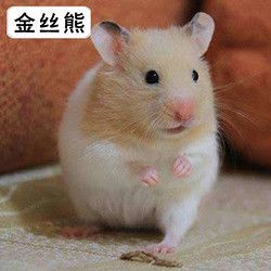 小仓鼠活体三线银狐金丝熊仓鼠宠物宝宝幼崽包活情侣