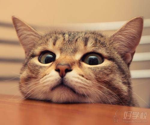 猫咪