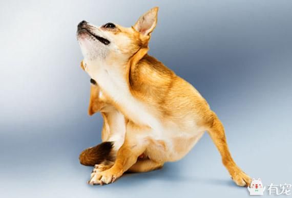 史上最全犬皮肤问题大汇总