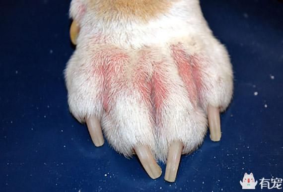 史上最全犬皮肤问题大汇总
