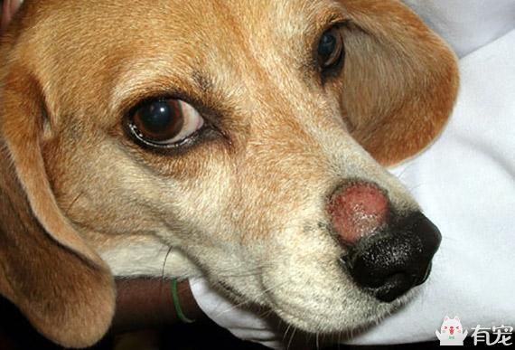 史上最全犬皮肤问题大汇总