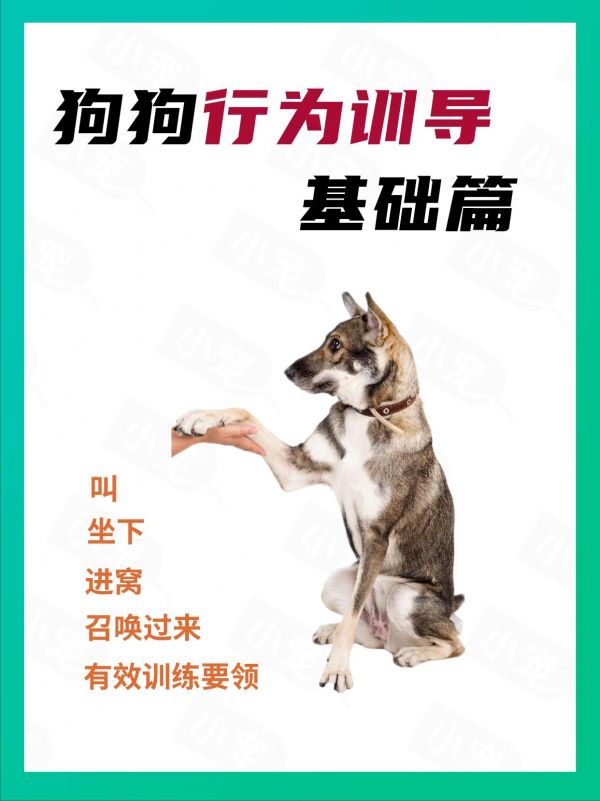狗狗科学行为训导提高狗狗服从性。人宠生活更和谐#科学养宠攻略 #新手养狗 #图文种草机 #养狗日常 #小宠医师