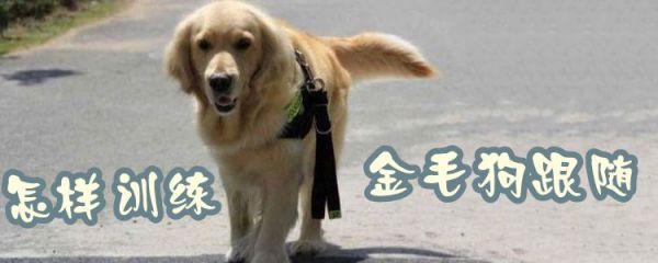怎样训练金毛狗跟随