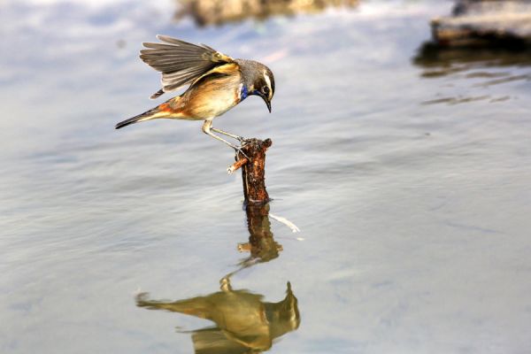 蓝喉歌鸲 