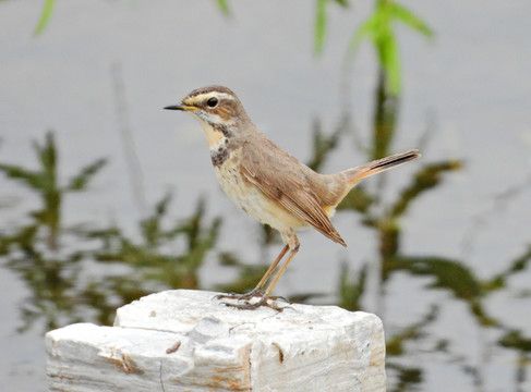 蓝喉歌鸲