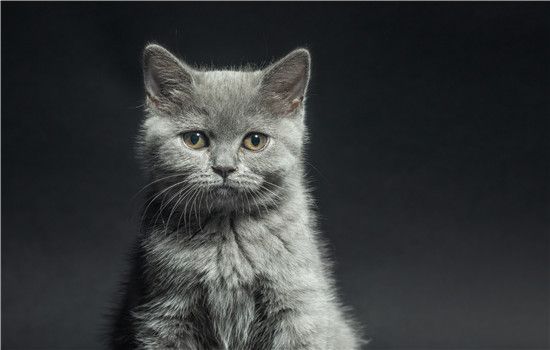 猫咪洗澡后第5天死了 给猫洗澡要注意方法！
