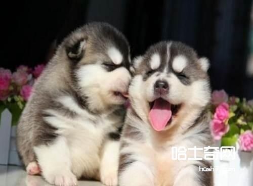 如何照顾好初生仔犬？饲养仔狗应做好以下几方面的工作 第1张