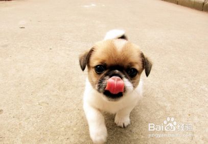你知道怎么更好的照顾幼犬吗？