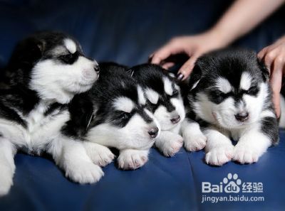你知道怎么更好的照顾幼犬吗？