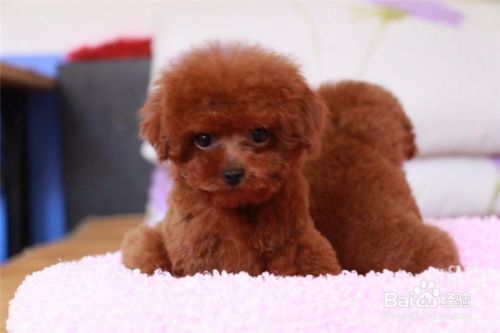 你知道怎么更好的照顾幼犬吗？