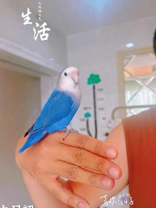 叶子的鸟语花香:2024.10.3分享好消息:恭喜贺万达美女小张喜提一只富贵鸟~牡丹鹦鹉紫色薰衣草,这个富贵鸟鸟龄大概2个多月 ,这个颜色非常漂亮,长大以后头部会变成白色更好看,小美女看到这个小鸟爱不释手一见钟情,这个小鸟和他们也特别亲,也许这就是缘分吧……这种缘分是一种责任与陪伴的交织,人成为鸟儿生活的守护者,鸟儿则为人的生活增添了一抹灵动的色彩。遇到好看又喜欢的颜色是可遇不可求的,小鸟活泼可爱,还可以让小朋友放下电子产品,拥有小鸟的陪伴,生活充满了活力和欢乐,心情如沐春风。相信这只富贵鸟会一定会他们家带来无尽的欢乐和陪伴,它会用它美妙的歌声为主人的生活增添乐趣,好好享受与宠物鸟相伴的美好时光吧!鸟只是媒介,通过养鸟,让我们生活更快乐乃至于身边的人也快乐,才是养鸟的真正意义。它是从小开始人工用进口奶粉一勺一勺喂大的,一只鸟儿,可以在手心上睡觉, 可以跟着人奔跑, 可以呼唤一声就飞到你的肩膀, 还会经常把头伸过来求摸摸,并且会听指令拉便便……这种神奇的操作随时随地都可以体验,周六节假日还可以带到公园里去亲亲大自然,亲人程度不会输于小猫小狗……如果你或者身边的朋友也想拥有一只这么乖巧可爱的鹦鹉可以V我,叶子&鸟语花香 2024.10.3#鹦鹉