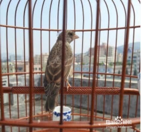如何挑选灰燕鸟