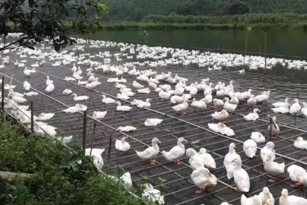 养鸭常见疾病的防治方法，高温季节需注意勤换水