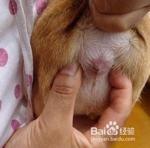 怎样给小狗或小猫洗澡？