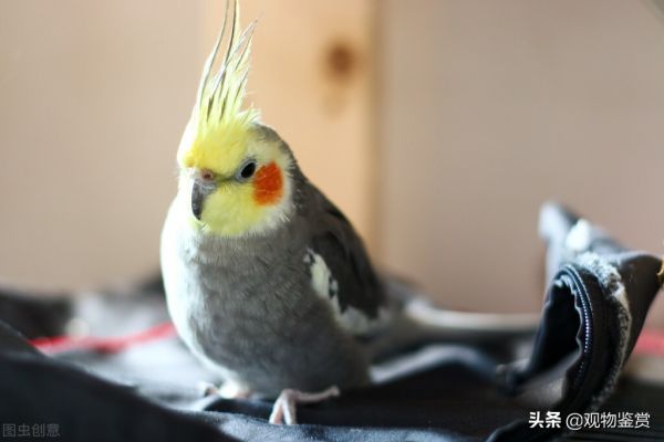 玄凤鹦鹉图片