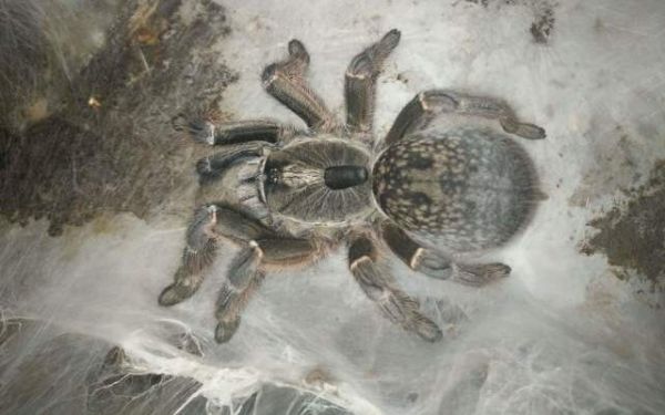 巴布类捕鸟蛛有哪些品种?盘点7种常见的巴布类捕鸟蛛