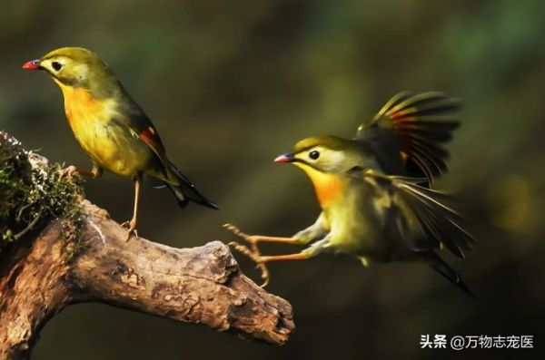 国内十大常见宠物鸟一览,哪一种是你的最爱?
