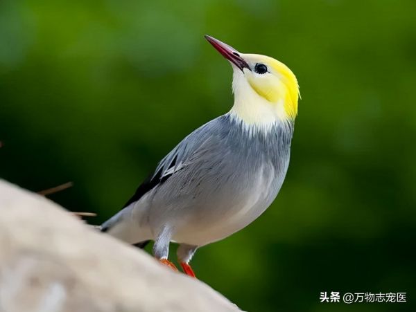 国内十大常见宠物鸟一览,哪一种是你的最爱?